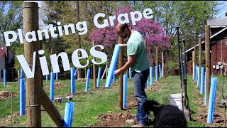 How to Plant Wine Grapes [upl. by Anolla960]