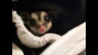 Crabbing sugar glider [upl. by Leilamag]