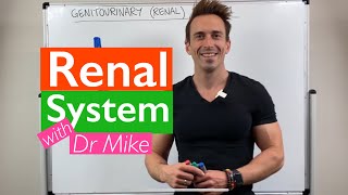 Renal System  Overview [upl. by Ynohtnaluap]