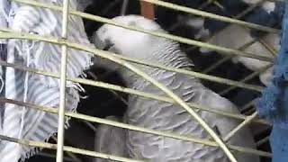 Parrot Swears During Argument with Owner [upl. by Eiwoh]