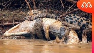 ONÇA ATACA JACARÉ NO PANTANAL BRASILEIRO [upl. by Kilby432]