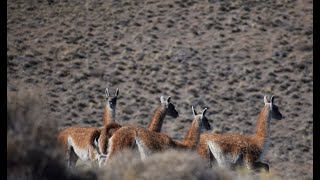 Especial Documental sobre el Guanaco [upl. by Hedwiga623]