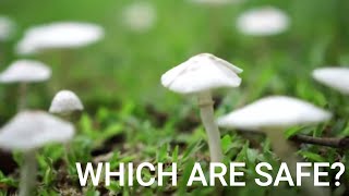 Which wild mushrooms are safe to eat [upl. by Natsyrt]