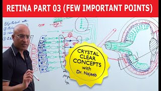 Retina  Few Important Points  Part 3 [upl. by Lyrpa]