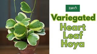 Variegated Heart Leaf Hoya Hoya kerrii Variegata  How to Grow and Care for the Heart Leaf Hoya [upl. by Hartfield379]