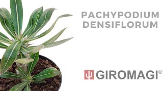 Pachypodium densiflorum [upl. by Otilrac]