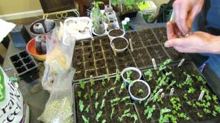 How to Easily Start Peas Indoors They are Ready in About 2 Weeks [upl. by Tani926]