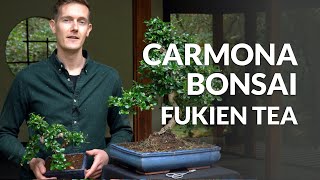 Carmona Bonsai care Fukien tea [upl. by Togram]