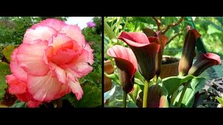 Overwintering Begonias amp Calla Lilies  easy guide [upl. by Sobel226]