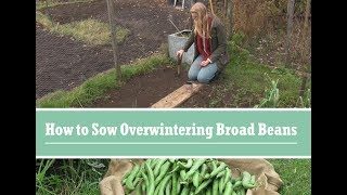 How to Grow Overwintering Broad Beans [upl. by Hayashi]