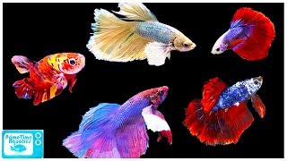 Betta Fish Care Guide Everything You Need to Know [upl. by Tupler613]