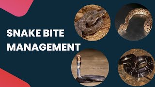 Snake Bite Management [upl. by Accire]