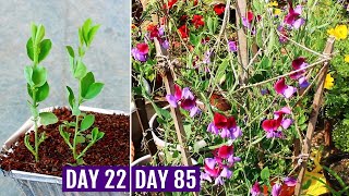 How to GROW Sweet Peas from Seeds SUCCESSFULLY [upl. by Henryetta992]