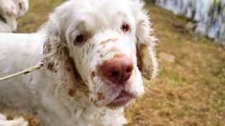 Clumber Spaniel [upl. by Admana]