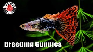 How to Breed Guppies STEP by STEP [upl. by Hogarth319]