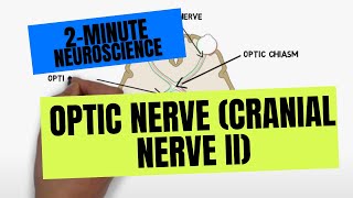 2Minute Neuroscience Optic Nerve Cranial Nerve II [upl. by Flanders]