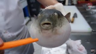 Pufferfish eats carrot full video [upl. by Esej465]