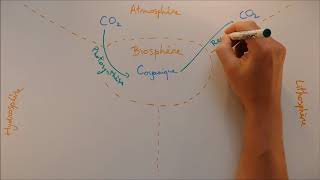 Cycles biogéochimiques  Cycle du carbone [upl. by Elleniad226]