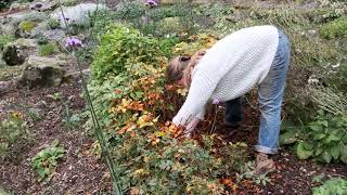 Astilbe lifting and splitting in autumn  Burncoose Nurseries [upl. by Kenric]