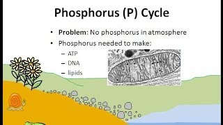 The Phosphorus Cycle [upl. by Rozalie]