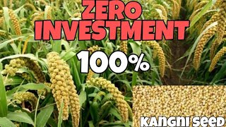 Kangni seed plant zero investmentfor birds [upl. by Omissam]