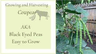 Growing and Harvesting CowpeasAKA Black Eyed PeasEasy Plant to Grow🍃 [upl. by Annaili]