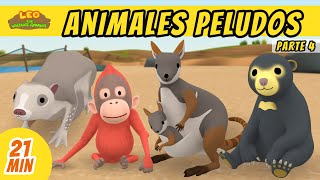 Animales Peludos Episodio Compilación Parte 45 Español  Leo El Explorador  Animación [upl. by Westney]