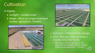 Biofuel From Microalgae [upl. by Eceer]