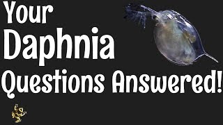 Daphnia Questions Answered [upl. by Denni]