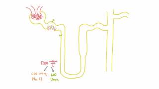 Assessing Kidney Function Glomerular Filtration Rate GFR Nephrology Lecturio [upl. by Ihpen]