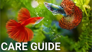 Guppy Fish Care For Beginners [upl. by Leruj]