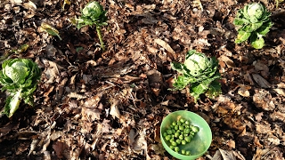 Récolte des Choux De Bruxelles Bio Cueillette têtes pommées dans jardin potager  Bilan de Culture [upl. by Adnohsal245]