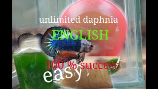 daphnia moina culture Easy way Unlimited production English  with sub Green water Chlorella [upl. by Hairas274]