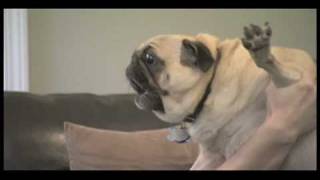 Curb Your Dog  Evil Pug [upl. by Ramses92]