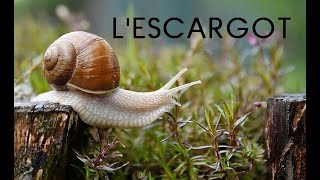 Lescargot documentaire [upl. by Anavi]