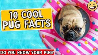 Pug Facts  Pugs 101  Facts About Pugs [upl. by Anav]