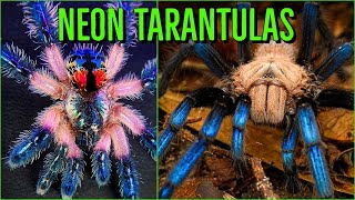 Top 10 COLORFUL Tarantulas  Beautiful Jewel Spiders [upl. by Willie730]