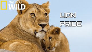 Lion Pride 2020  Working Together To Survive  National Geographic Documentary HD Wild Life [upl. by Jill]