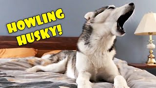 Howling Husky  My Dog Teaches Me to Howl [upl. by Wilkens]