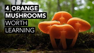 4 Orange Mushrooms Worth Learning [upl. by Nylrad]