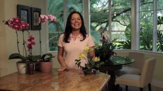 How to Choose and Care for Orchids  Costa Farms [upl. by Logan86]