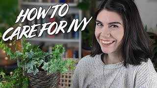 How To Look After Your Houseplant Ivy Including Propagating And Repotting [upl. by Reeves]