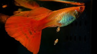 When A Guppy Fish Having Babies [upl. by Almire]