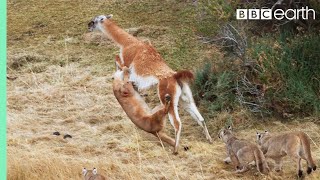 Puma takes on Guanaco 3 Times Her Weight  Seven Worlds One Planet  BBC Earth [upl. by Eckel558]