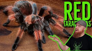 Top 10 RED Tarantulas that YOU NEED [upl. by Schell]