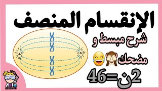 الإنقسام المنصف السنة الثانية ثانوي 😁آليات انتقال الصفات الوراثية [upl. by Eseekram]