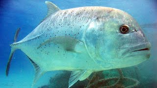 Facts The Giant Trevally [upl. by Ahsenroc754]