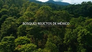 Bosques Relictos de México [upl. by Yirinec740]