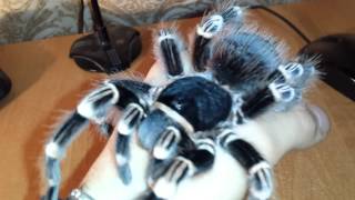 Acanthoscurria Geniculata handling Brazilian white knee tarantula HD [upl. by Zimmermann]