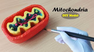 How to make Mitochondria Model  3d Styrofoam carving [upl. by Spearing531]